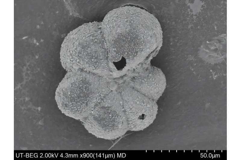 New Species Evolved Just 2,000 Years After Dinosaur Death - Image 2