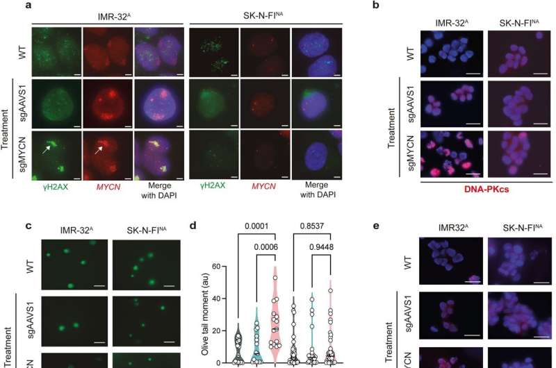 CRISPR Turns Cancer's Strength Into Its Fatal Weakness - Image 3