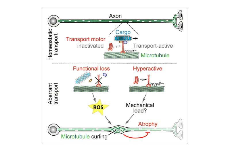 Fruit Fly Study Unlocks Why Brain Diseases Share Common Path - Image 2