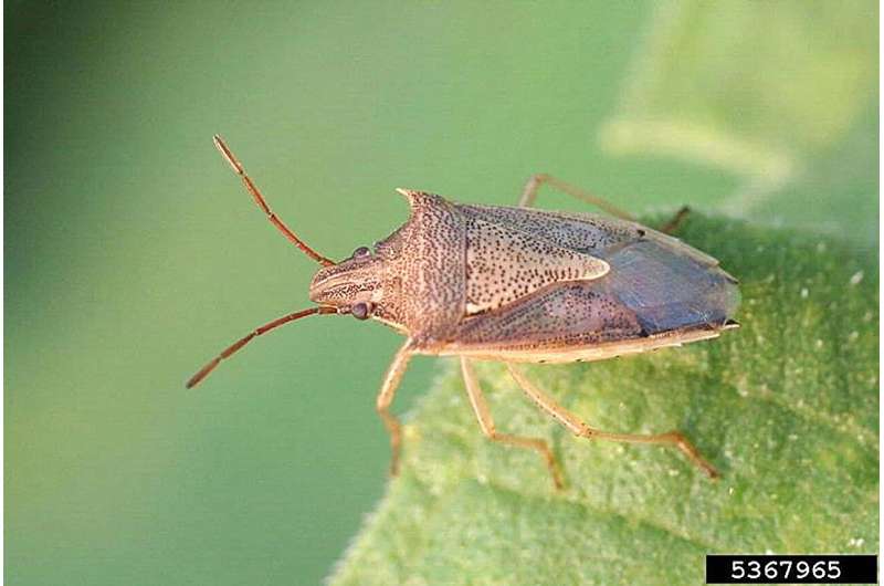 Rice Bug Gene Map Could Save Farmers Millions - Image 2