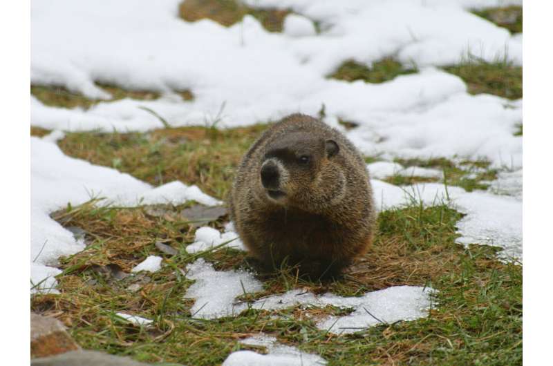 Groundhogs Help Scientists Fight Disease and Heal Ecosystems - Image 3