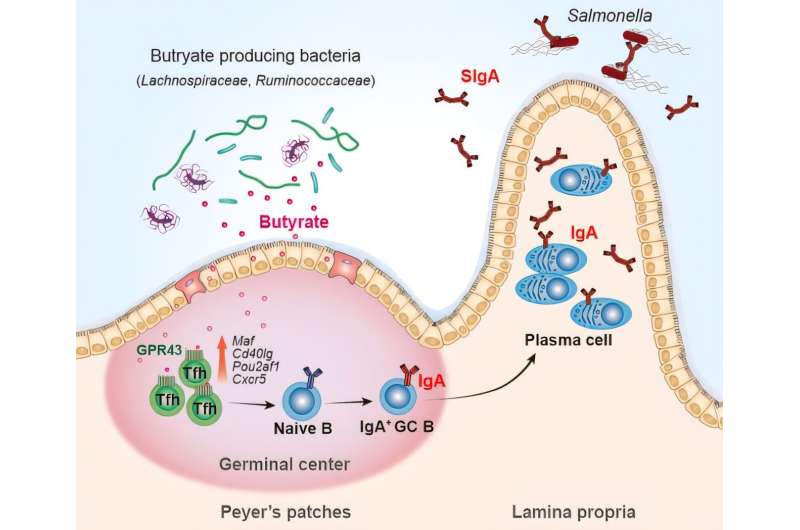 Gut Bacteria Boost Vaccine Power, Scientists Discover - Image 2