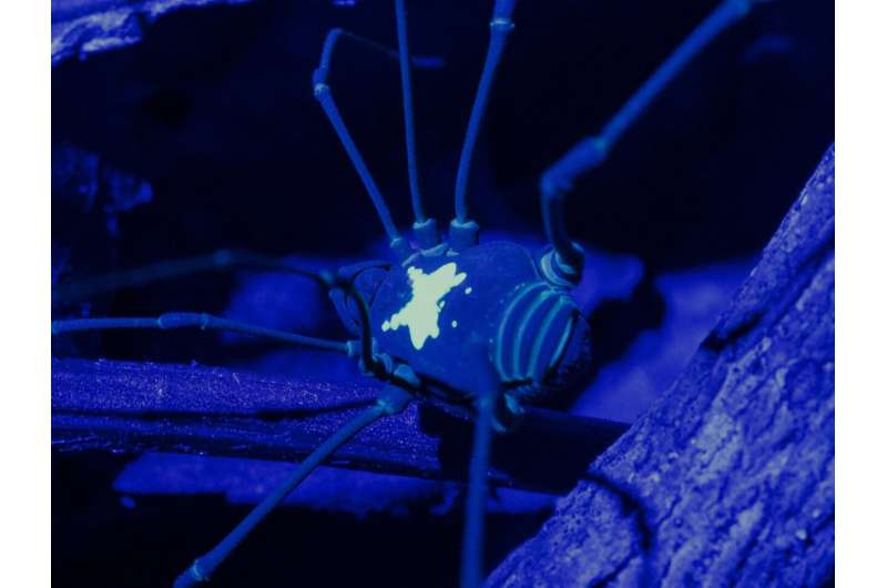 Glow-in-the-Dark Spiders Use Nature's Secret Code to Find Love - Image 3