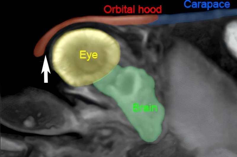 Tiny Shrimp's Shock-Proof Helmet Could Revolutionize Armor - Image 4