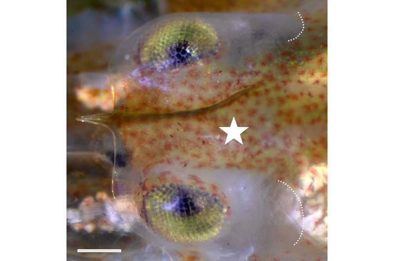 Tiny Shrimp's Shock-Proof Helmet Could Revolutionize Armor - Image 3
