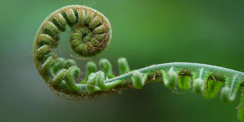 Ancient Māori Time Concept Offers Fresh Climate Hope - Image 3