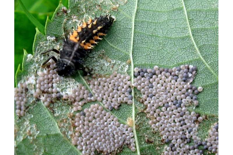 Insects Need Our Help: 31% Decline Linked to Invasives - Image 2