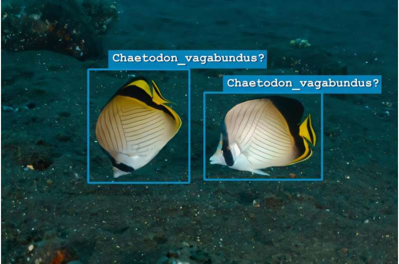 AI Framework Makes Ocean Conservation More Trustworthy - Image 2