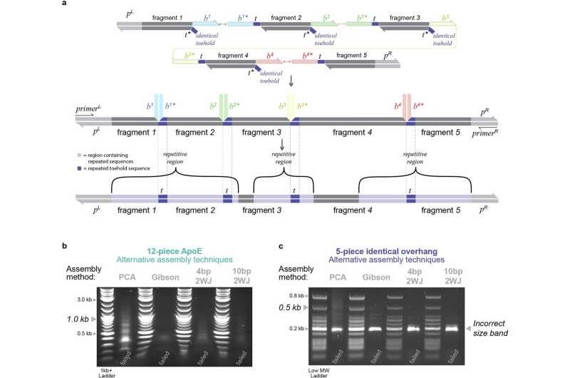 Scientists Unlock DNA 'Page Numbers' for Gene Assembly - Image 3