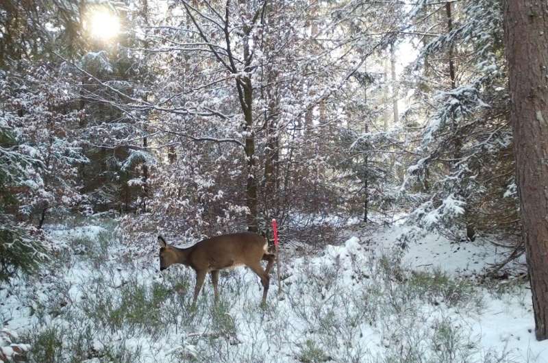 Lynx Scent Reduces Deer Damage to Young Trees by 40% - Image 3