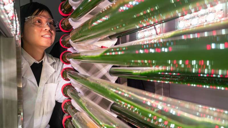 Engineer Creates Algae That Eats Microplastics From Water - Image 2