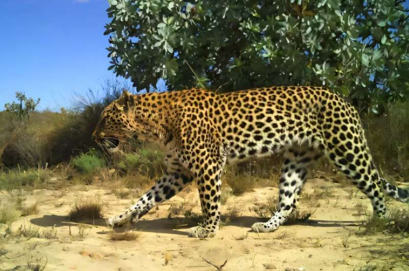 South Africa's Cape Leopards Are Genetically Unique - Image 2