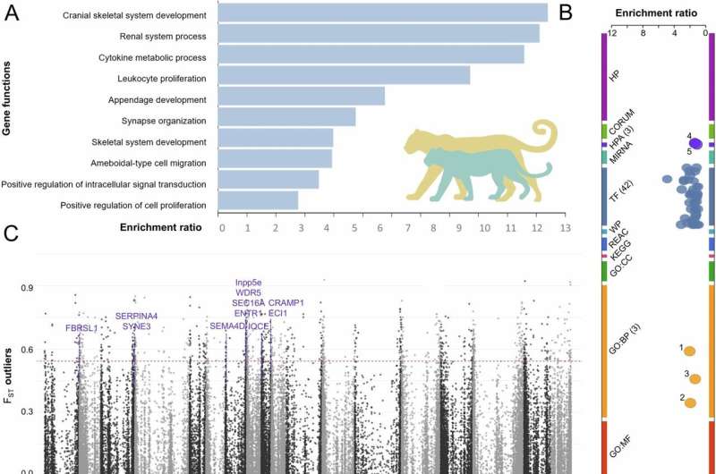 South Africa's Cape Leopards Are Genetically Unique - Image 3