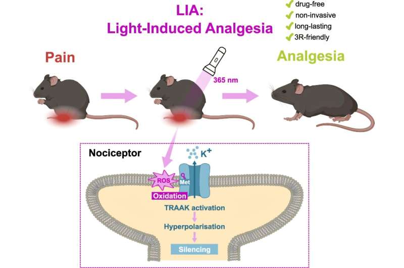 Scientists Discover Light That Relieves Pain in Pets - Image 2