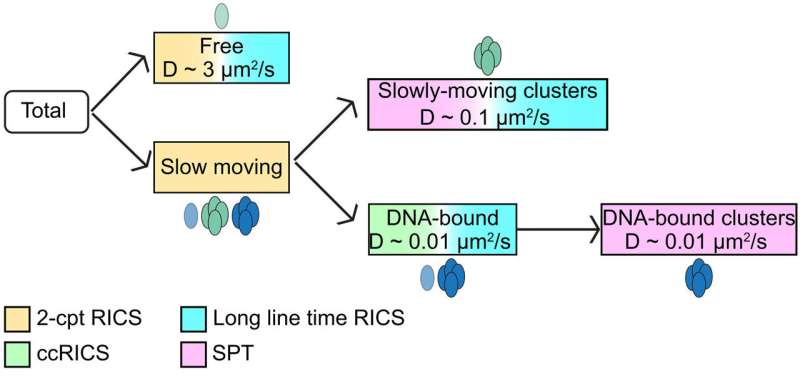Scientists Map Key to Controlling Inflammation and Cancer - Image 3