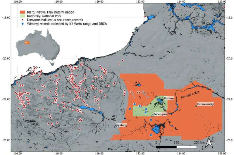 Indigenous Rangers Bring Endangered Quolls Back From the Brink - Image 3