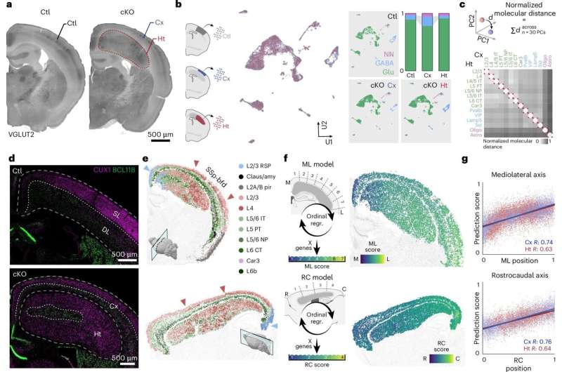 Brain Adapts: Misplaced Neurons Still Work Perfectly - Image 3