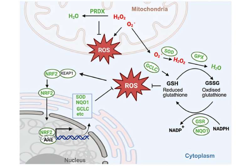 Diabetes Wound Healing Breakthrough Found by Swedish Scientists - Image 2