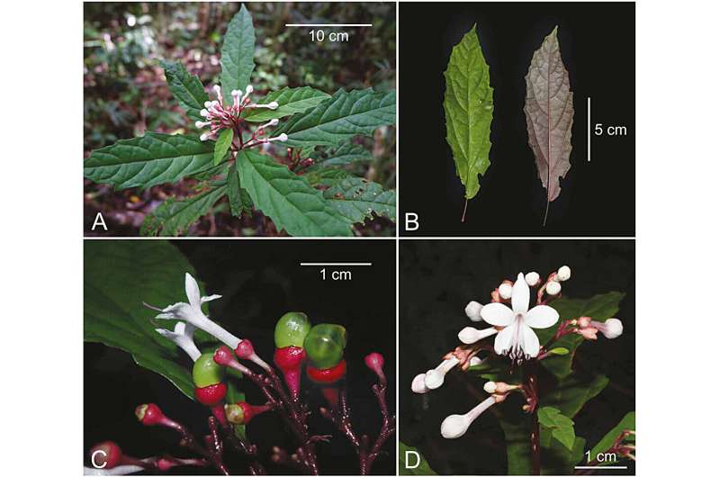 Indigenous Plant Knowledge Gets Scientific Name in Philippines - Image 2