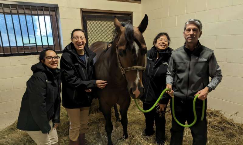 Horse IVF Breakthrough Brings Frozen Sperm Success - Image 2