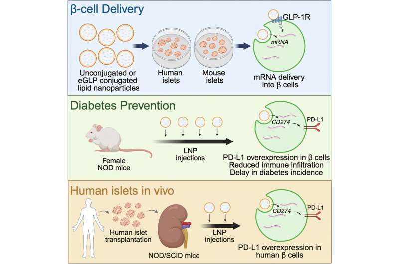 New Nanoparticle Could Prevent Type 1 Diabetes - Image 2