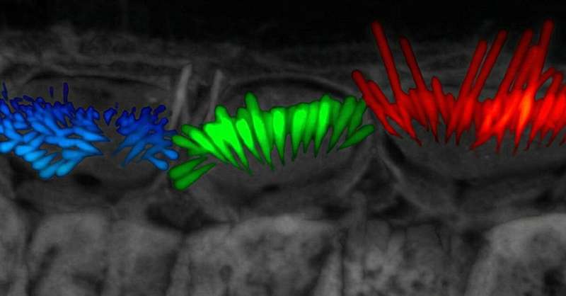 AI Tool Speeds Up Hearing Loss Research 50 Times Faster - Image 2