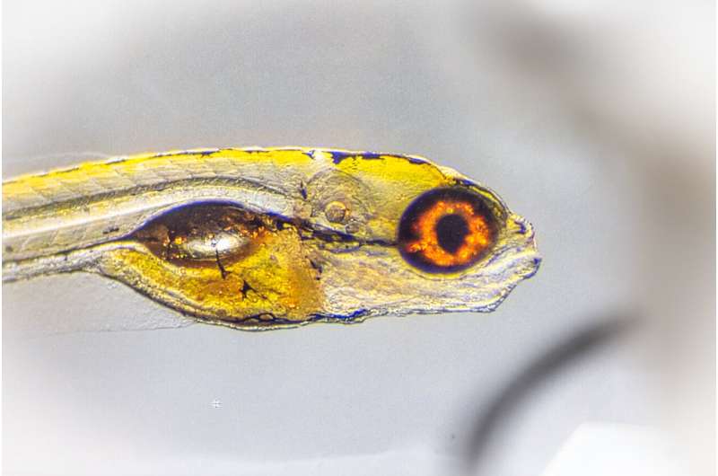 AI Tool Cuts Animal Behavior Analysis from Months to Hours - Image 3