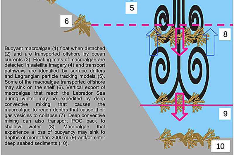 Greenland's Seaweed Locks Carbon Deep in the Ocean - Image 4