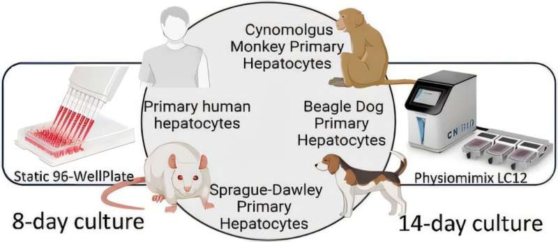 New Liver Chip Could Save Years in Drug Testing - Image 2