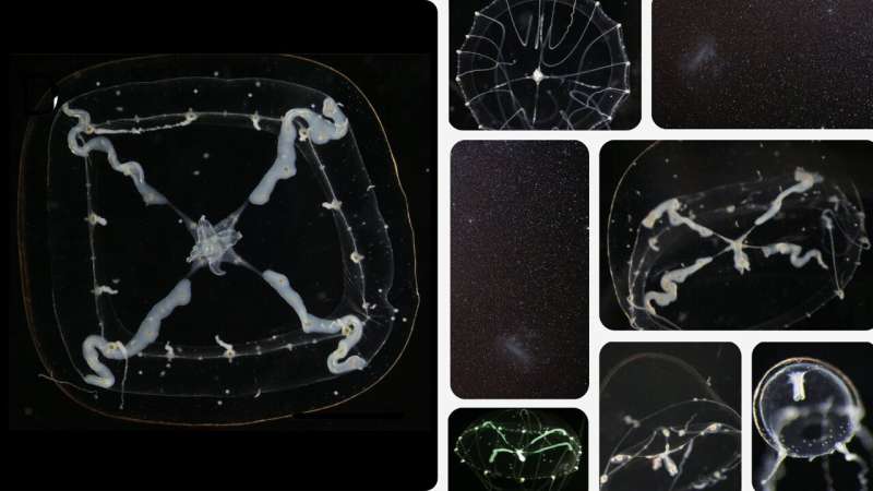 Star-Spotted Jellyfish Discovered in Japanese Aquariums - Image 3