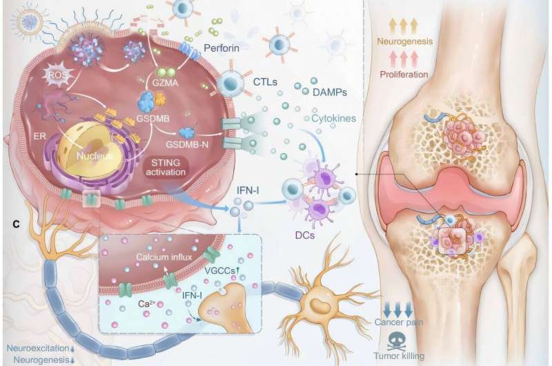 New Nano-Drug Slashes Bone Cancer Pain by 94% in Mice - Image 3