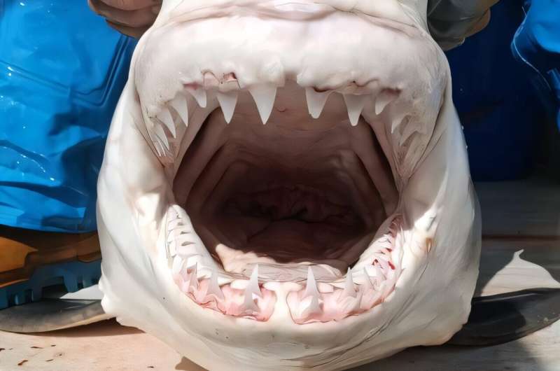 Young Great White Shark Spotted in Spanish Mediterranean - Image 3