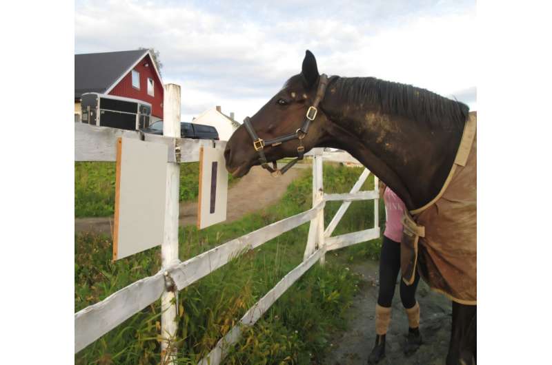 Horses Learn to Talk Using Symbols in Norway Study - Image 2
