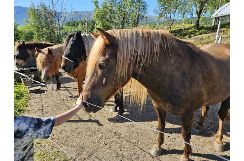 Horses Learn to Talk Using Symbols in Norway Study - Image 3