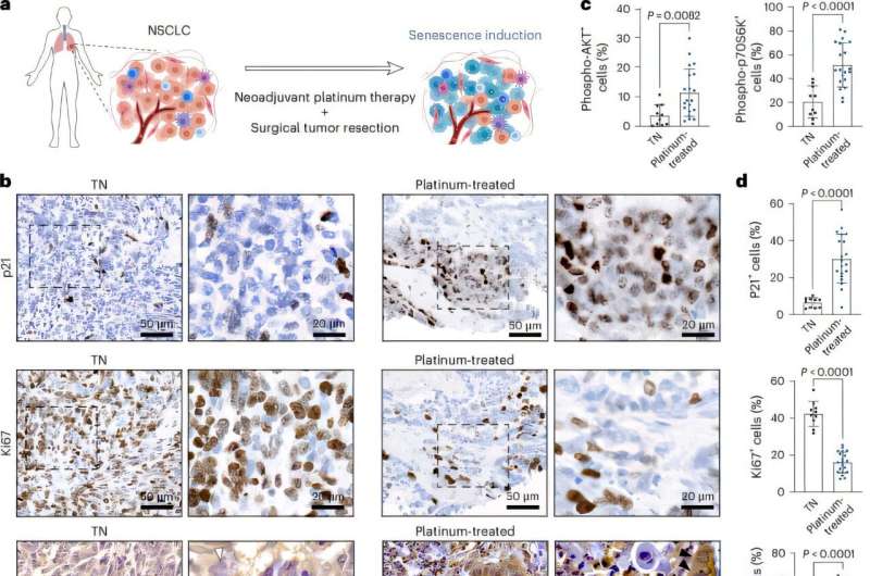 Scientists Find Way to Stop Chemo-Resistant Cancer Return - Image 3