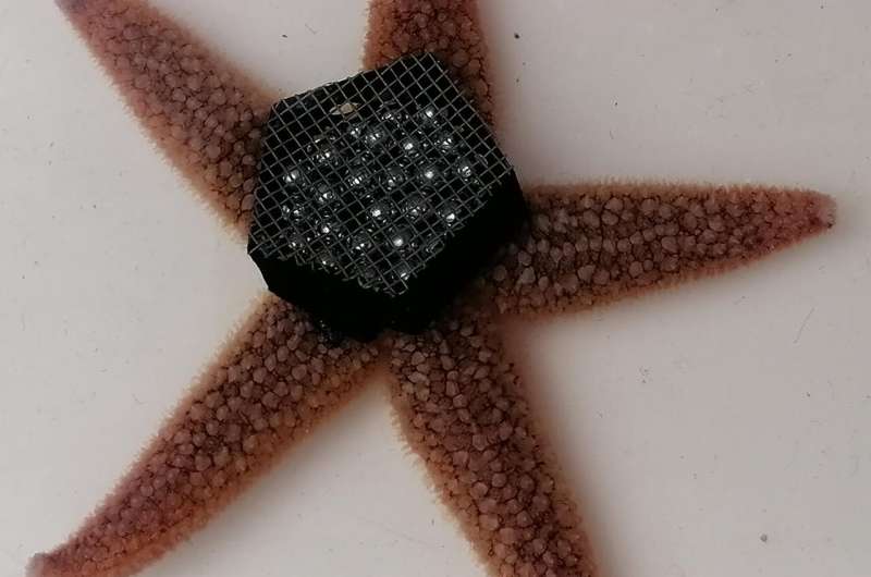 Sea Star Feet Inspire Robots That Work Upside Down - Image 3