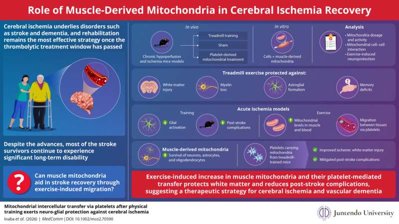 Exercise Sends Muscle Mitochondria to Heal Stroke Damage - Image 3