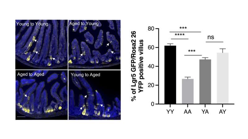Scientists Reverse Gut Aging in Mice Using Young Bacteria - Image 3