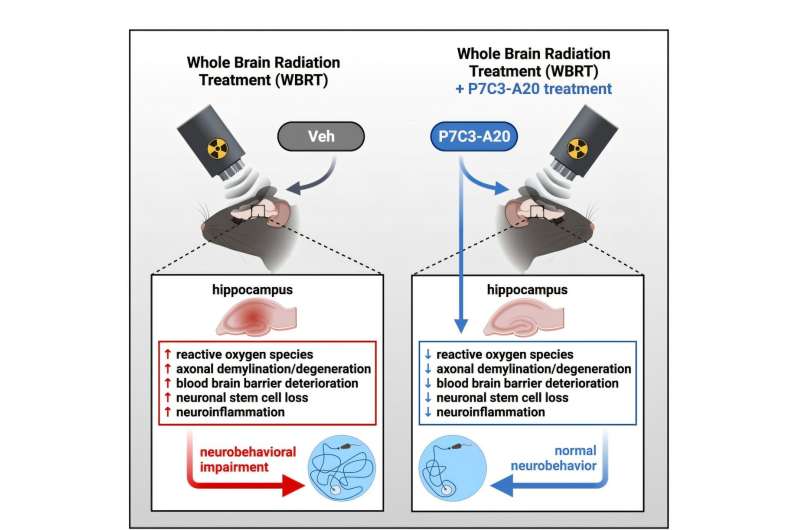 New Drug May Shield Brain From Radiation Side Effects - Image 2
