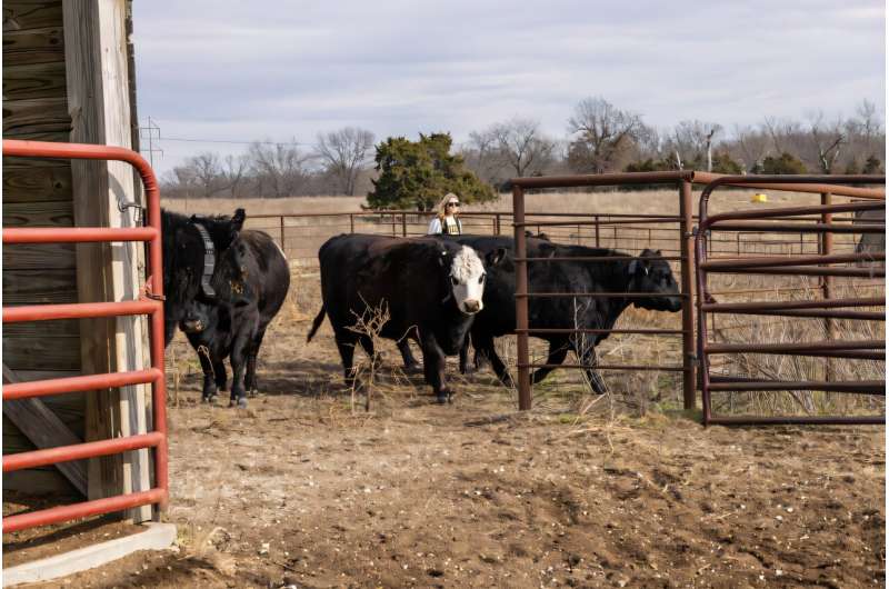 Missouri Farmers Double Grazing With GPS Cattle Collars - Image 2