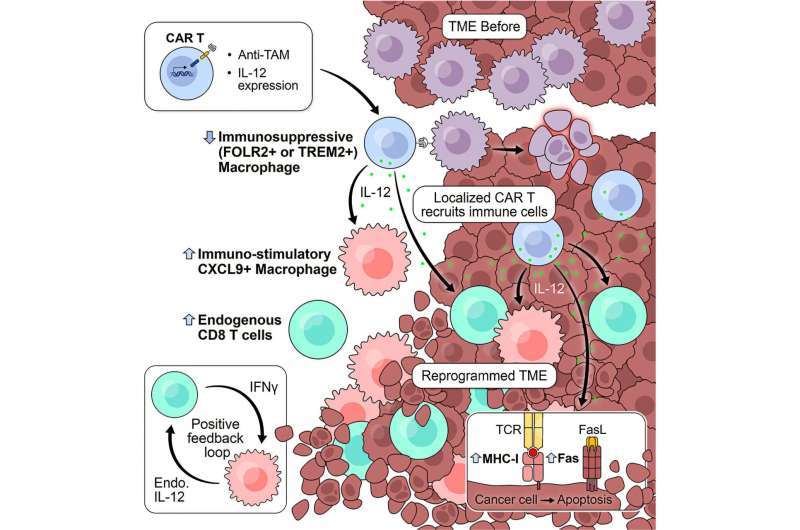 Scientists Turn Cancer's Guards Into Cancer Killers - Image 2