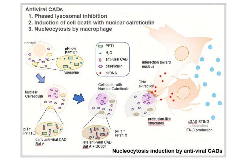 Scientists Find Immune Cells Pull DNA in New Way - Image 2