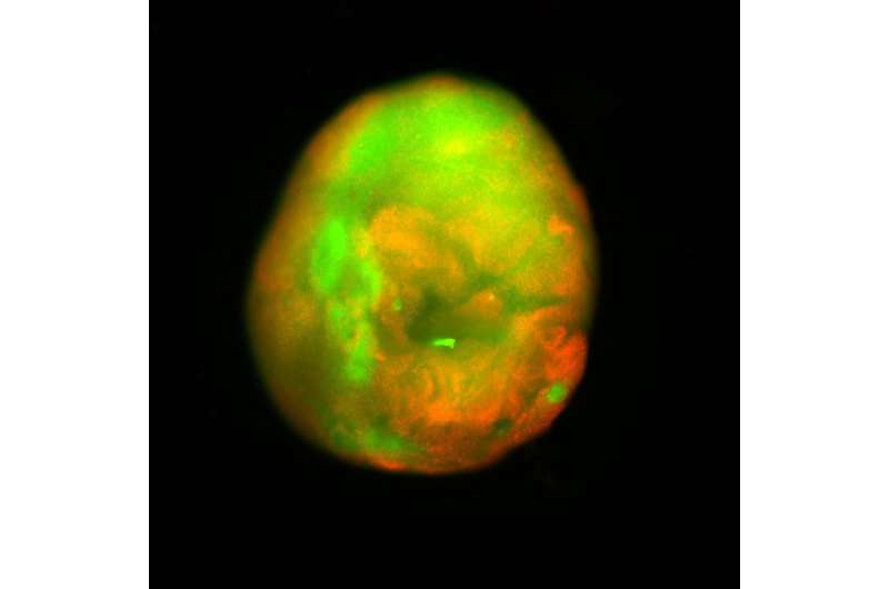 Dancing Molecules Repair Human Spinal Cord Tissue in Lab - Image 4