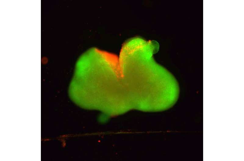 Dancing Molecules Repair Human Spinal Cord Tissue in Lab - Image 5