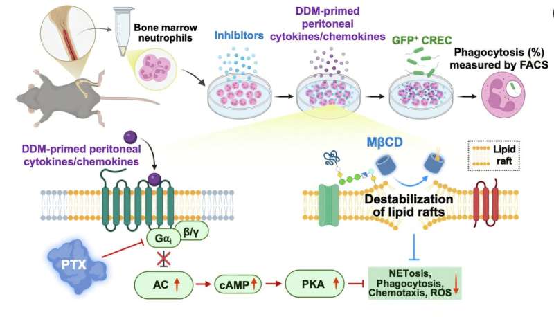 Immune Booster Blocks Superbug and Flu in 100% of Mice - Image 2