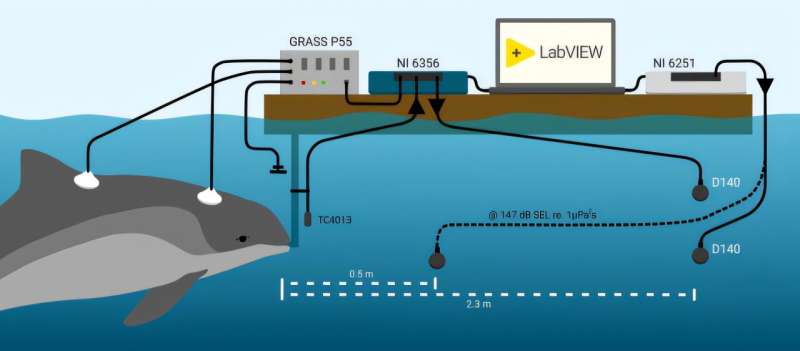 Porpoises Can 'Turn Down' Their Hearing to Block Ship Noise - Image 2