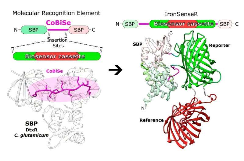 New Biosensor Tracks Iron in Living Cells in Real Time - Image 2