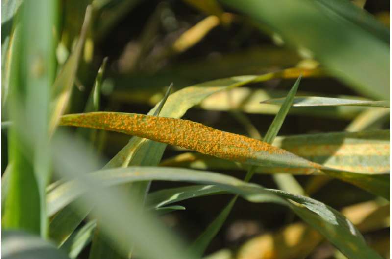 UK Scientists Unlock Ancient Wheat to Fight New Crop Disease - Image 3