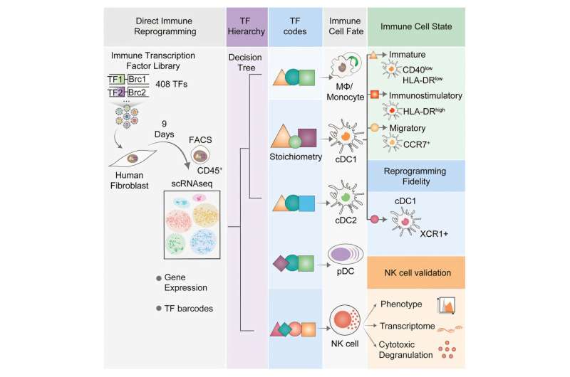 Scientists Create 'Recipe Book' to Turn Cells into Cancer Fighters - Image 2