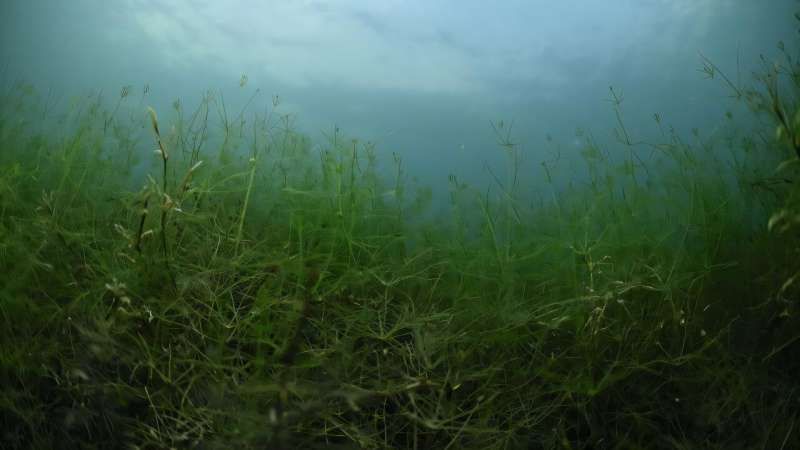 German Lakes Restored to Health Using Underwater Plants - Image 2